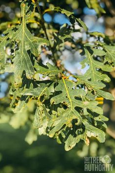 the leaves of an oak tree are green