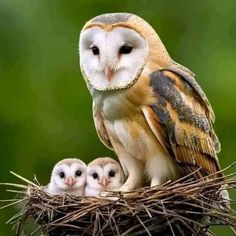 an owl sitting on top of a nest with two baby owls