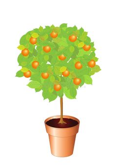 an orange tree in a pot with green leaves on it royalty illustration stock images and clipping