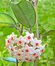 some white and red flowers on a green plant