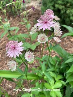 pink flowers are blooming in the garden next to some green plants and dirt ground