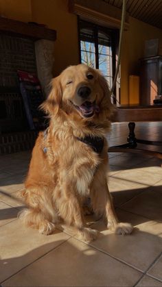 a golden retriever sitting on the floor with his eyes closed