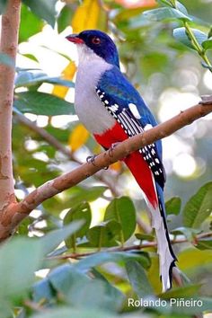 a red, white and blue bird is perched on a branch