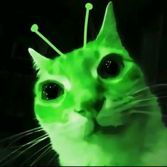 a green cat with black eyes and antennae