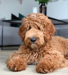 a close up of a dog laying on the ground