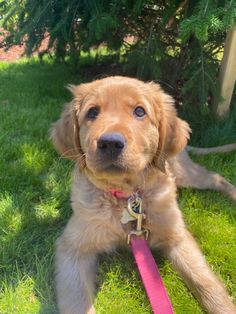 a brown dog laying in the grass with a pink leash on it's neck