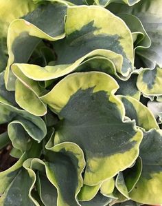 closeup of green and yellow leaves on a plant