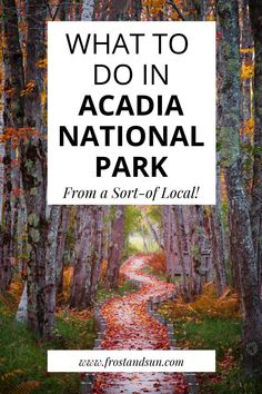 a path in the woods with text overlay that reads what to do in acadia national park from a sort of local