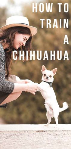 a woman in a hat petting a small white dog with the words how to train a chihuahua on it