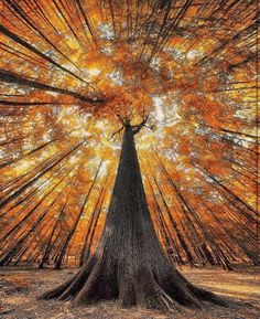 an image of a tree that is in the middle of some trees with orange leaves on it