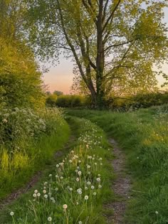 a dirt path leading to a tree in the middle of a field with wildflowers