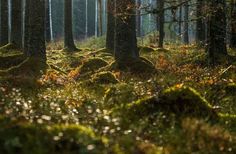 moss covered trees in the middle of a forest