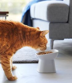 an orange cat eating out of a white bowl on the floor next to a couch