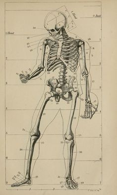 an old diagram of the human body