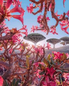 some very pretty flowers and trees in the sky with bright sunlight coming through their leaves