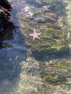 a starfish is swimming in the water near some rocks and seaweed on the shore