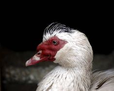 a close up of a white and red duck