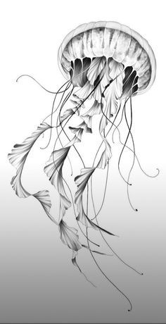 a black and white drawing of a jellyfish with long tentacles floating in the water