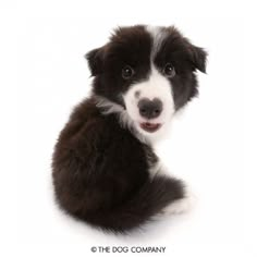 a black and white puppy sitting on the ground looking at the camera with its eyes wide open