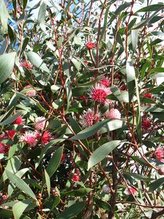 some red flowers and green leaves on a tree