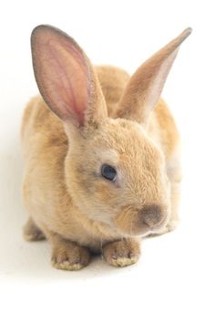 a small brown rabbit sitting on top of a white floor