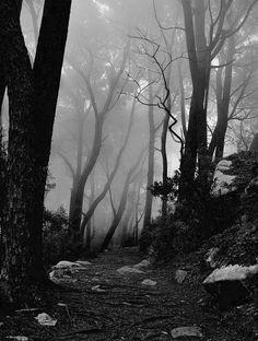 black and white photograph of foggy path in the woods