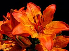 an orange flower with yellow stamens in the sun on a black background,