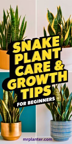 Snake Plant Care & Growth Tips for Beginners Insecticidal Soap, Studio Organization, Remove Toxins