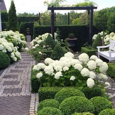 a garden with white flowers and green bushes