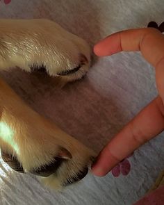 a dog's paw is being pointed at the camera with his hand on top of it