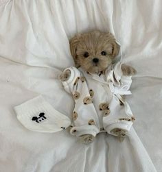 a small brown dog laying on top of a bed covered in white sheets and blankets