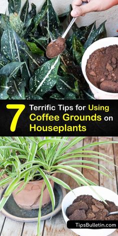 some plants with dirt in them and the words 7 terratic tips for using coffee grounds on houseplants