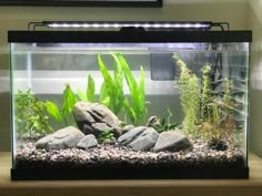 an aquarium filled with plants and rocks on top of a wooden table next to a wall