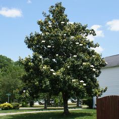 a tree with lots of white flowers in the middle of a yard next to a house