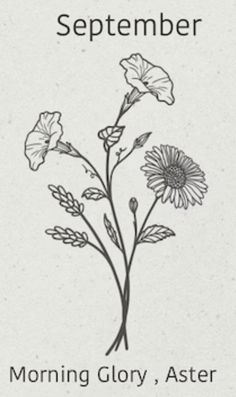 a black and white poster with flowers on it that says,'morning glory, aster '