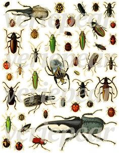 an image of bugs and other insects on a white background