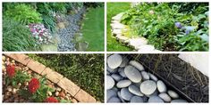 four different types of garden plants and rocks