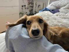 a brown dog laying on top of a bed