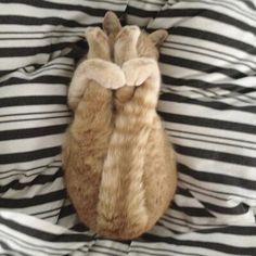 an orange cat laying on top of a bed covered in black and white striped sheets