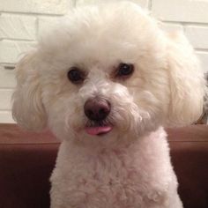 a white dog sitting on top of a brown couch