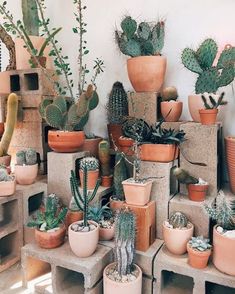 many different kinds of cactus in pots on cement blocks with plants growing out of them