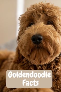 a close up of a dog with the words goldendoodle fact in front of it