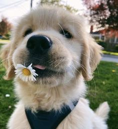 a close up of a dog with a flower in its mouth and grass behind it