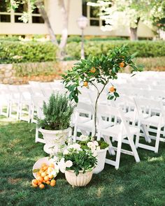 an outdoor ceremony set up with white chairs and potted oranges on the grass