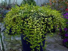 a large potted plant with lots of green leaves on it's sides and purple flowers in the background