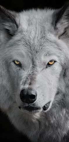 a wolf with yellow eyes is looking at the camera while standing in front of a black background