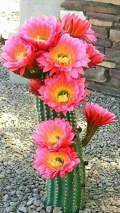 some pink flowers are in a green cactus plant on the gravel and stone flooring