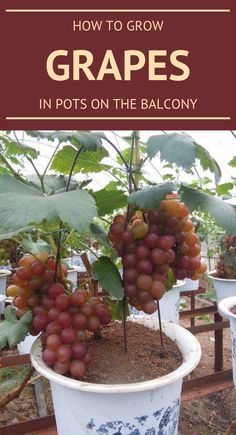 grapes growing in pots on the balcony with text overlay that reads how to grow grapes in pots on the balcony