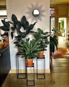 two potted plants sitting on top of metal stools in front of a kitchen