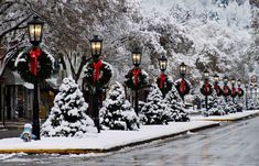 christmas trees are lined up along the street